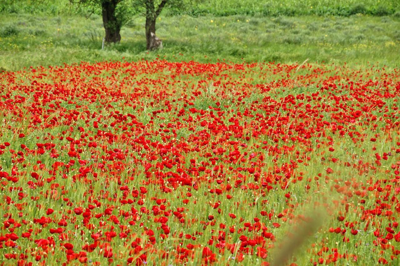 Chalet Coquelicot كالافريتا المظهر الخارجي الصورة